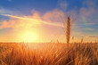 © ml1413 - ear of wheat on a background sunset / setting sun field outside the city