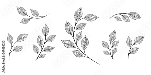 designer elements set collection of greeng leaves herbs