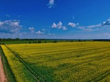 Fototapeta Na sufit - landscape with wheat field and blue sky in Minsk Region of Belarus