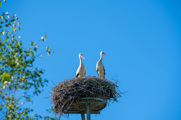 a stork couple is standing in a nest in spring