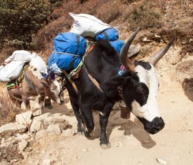 Sticker - Caravan of yaks - Nepal Himalayas mountains