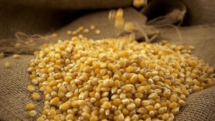 Wall Mural - Organic, raw, dried corn or maize kernels falling on heap of corn kernels on burlap sack in slow motion