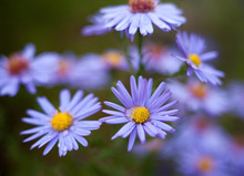 Blue Aster Flowers.