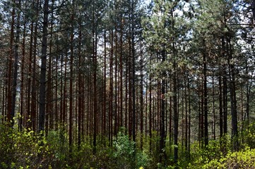  green forest in the spring