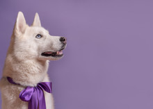 Cute White Siberian Husky Dog With Violet Bow Tie On Lilac Background. Holiday Card With Pet. Portrait Of Funny Dog That Looking At Right. Copy Space
