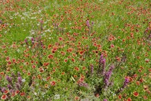 Colorful Field Of Wildflowers In White, Yellow, Purple And Red