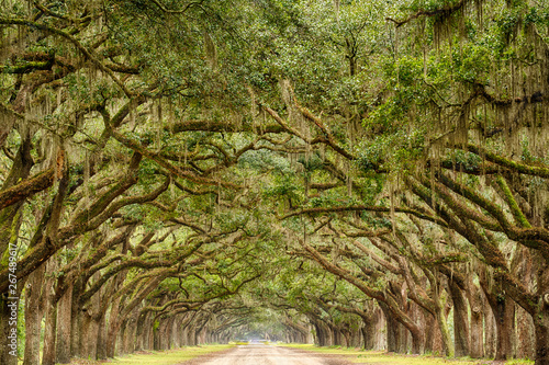 Tunnel of Live Oak Trees in Savannah, Georgia © pabrady63