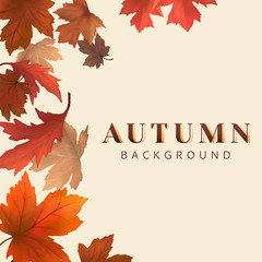 Sticker - Autumn leaves background