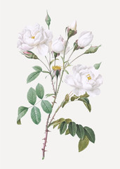 Poster - Vintage white rose poster