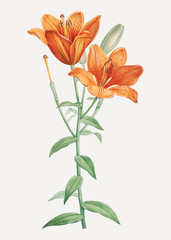 Wall Mural - Orange bulbous lily