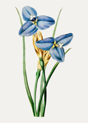 Wall Mural - Blue iris