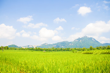 That perfect mountain, cloud and skyscape view with the wide field in the farming season.