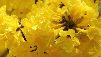 Wall Mural - swarm of worker bees harvesting flower nectar from yellow Tabebuia tree in full blossom for honey during spring season