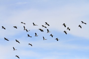 flock of birds on blue sky