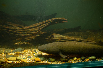 Wall Mural - Australian Lungfish or Queensland lungfish (Neoceratodus forsteri) a living fossil