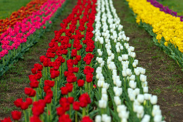 Wall Mural - Spring fields of blooming tulip. Beauty outdoor scene