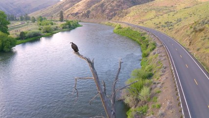 American Bald Eagle Youth Stands on a Jag Big Bird Watching