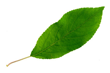 one green leaf of an apple tree isolated on a white background, the top side of the leaf