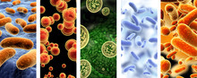 Set Of Vertical Banners With Pathogenic Bacterias And Viruses