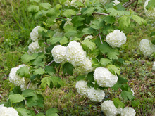 Guelder Rose Or Snowball Tree - Spring Bloom Viburnum Snowball Bush (Viburnum Opulus 'Roseum')