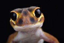 Smooth Knob-tailed Gecko (Nephrurus Laevissimus)