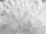 Fototapeta Kwiaty - Close up view to blossom chrysanthemum.