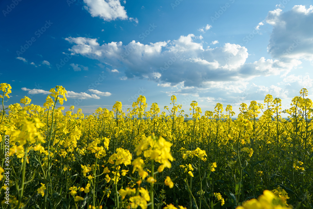 Beautiful rapeseed flowers with dark blue sky with clouds - obrazy, fototapety, plakaty 