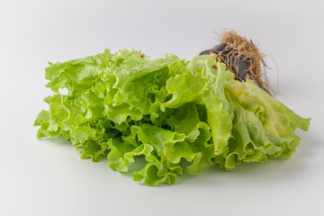 fresh green lettuce salad leaves on white background