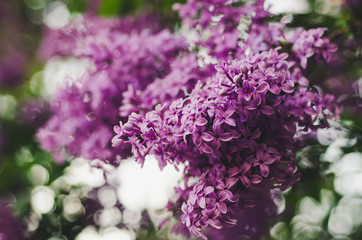 spring lilac flowers