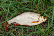 Single common rudd fish on green grass.