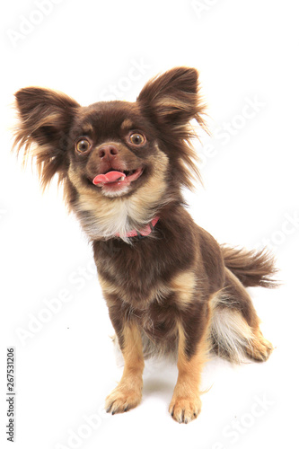 Brown Long Hair Chihuahua Isolated Buy This Stock Photo And