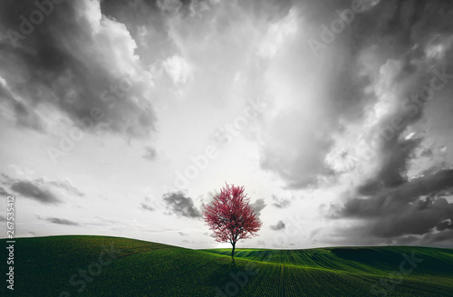 Fotomural Lonely red tree on the green field.