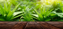 Spring Background Table. Green Floral Background, Blurred Background. Young Green Leaves, Grass. Wooden Table, Sunlight, Rays.