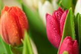 Fototapeta Tulipany - Tulip flower close up, with green leaf background