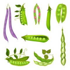 Collection of different images of pea pods and beans. Vector illustration on white background.