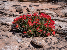 Red Flower Castilleja Chromosa Found Throughout The Canyonlands National Park Desert