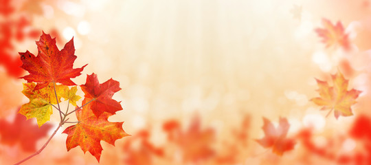 Wall Mural - canada maple tree leaves red horizontal background