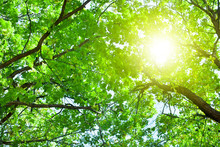 Oak Tree Branches With Green Leaves On Blue Sky And Bright Sun Light Background, Summer Sunny Day Nature Landscape, Sunlight On Green Lush Foliage Forest Backdrop, Morning Sun Glow In Park, Copy Space