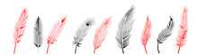 Collection Of Feather Illustration, Drawing, Engraving, Ink Line Art