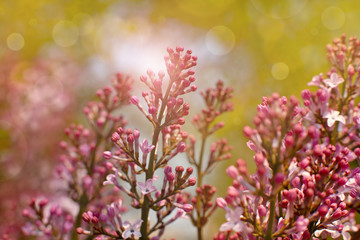 Wall Mural - Lilac flowers in soft light. Blossoming branches of lilac in spring for flower design. Violet lilac flowers in sun glare.