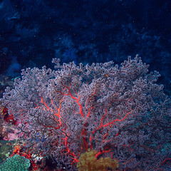 gorgonian large branching coral on the reef / seascape underwater life in the ocean