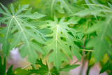 Fototapeta Dmuchawce - Blurred natural background of green leaves (papaya) has a small, pointed shape. It is beautiful along the growing line. The results can be eaten, a food that helps to excrete. 