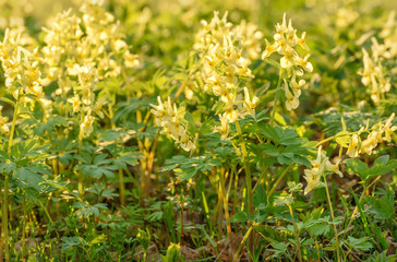 Wall Mural - wildflowers yellow spring meadow