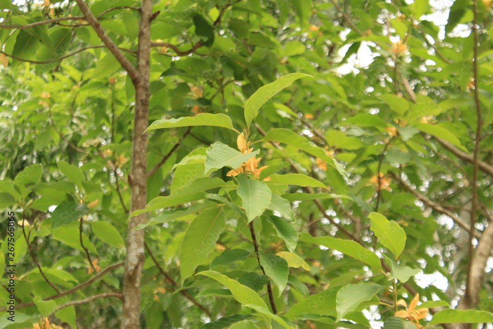 magnolia champaca tree. Stock Photo | Adobe Stock