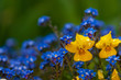 Myosotis beautiful blue forest flower in spring bloosom