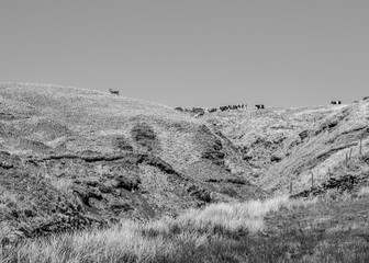 A landscape vie of a group of British cattle walking the hills of the Yorkshire Moorland