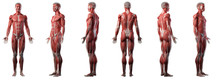3d Rendered Medically Accurate Illustration Of A Mans Muscle System