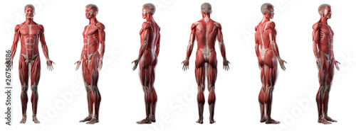 Fototapeta  3d rendered medically accurate illustration of a mans muscle system