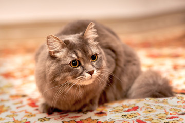 A playful long-haired gray domestic cat lying on a multi-colored rug with huge yellow eyes looking to the side, black eyebrows, fluffy ears, a white chin, a long white mustache, a pink nose and a tail