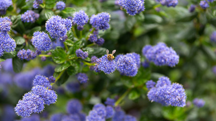 Wall Mural - Beautiful blooming purple Californian lilac flowers, Ceanothus thyrsiflorus repens in spring garden.